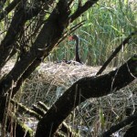 Schwarzschwan auf Nest